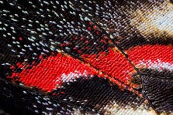 Close-Up Detail Wing Pattern Of Butterfly | Obraz na stenu