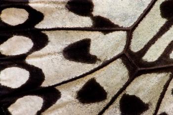 Wing Pattern Of Tropical Butterfly 1 | Obraz na stenu