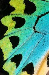Wing Pattern Of Tropical Butterfly 5 | Obraz na stenu