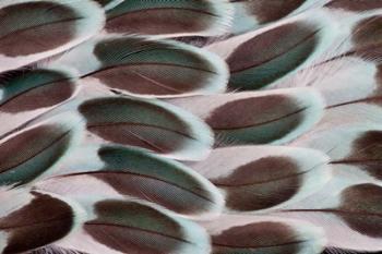 Parakeet Wing Feather Design | Obraz na stenu