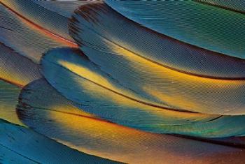 Scarlet Macaw Wing Feathers Fan Design | Obraz na stenu