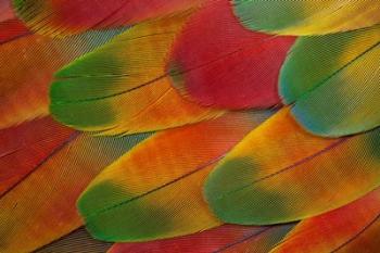 Harlequin Macaw Wing Feather Design | Obraz na stenu