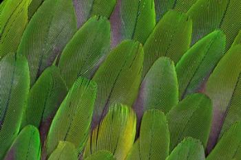 Green Wing Feathers Of A Parrot | Obraz na stenu