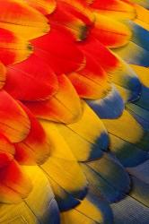 Scarlet Macaw Wing Covert Feathers 2 | Obraz na stenu