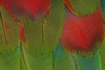 Breast Feathers Of Harlequin Macaw | Obraz na stenu