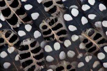 Spots Of White On Mearns Quails Feather Design | Obraz na stenu