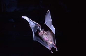 Leaf-nosed Fruit Bat wildlife | Obraz na stenu