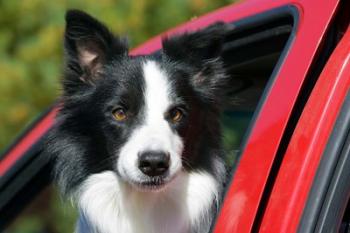 Purebred Border Collie dog, red truck window | Obraz na stenu