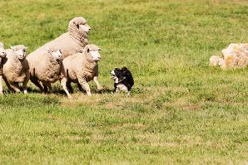 Purebred Border Collie dog and sheep | Obraz na stenu
