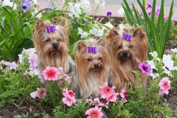 Purebred Yorkshire Terrier Dog in flowers | Obraz na stenu
