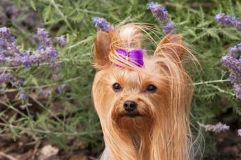 Purebred Yorkshire Terrier dog, purple bow | Obraz na stenu