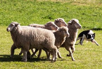 Purebred Border Collie dog turning sheep | Obraz na stenu