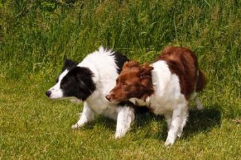 Purebred Border Collie dogs | Obraz na stenu