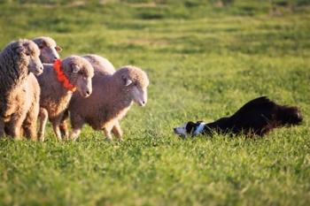 Purebred Border collie dog and Merino sheep | Obraz na stenu