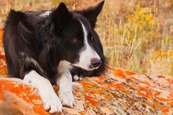 Purebred Border Collie dog on moss rock | Obraz na stenu