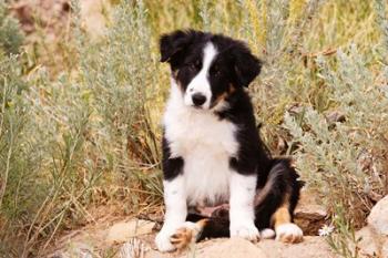 Border Collie puppy dog | Obraz na stenu