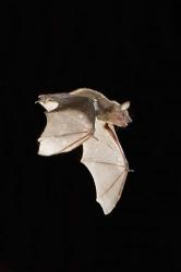 Evening Bat leaving Day roost in tree hole, Texas | Obraz na stenu