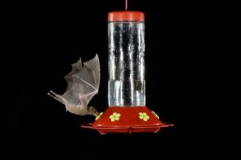 Lesser Long-nosed Bat feeding, Tuscon, Arizona | Obraz na stenu