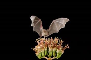 Lesser Long-nosed Bat, Tuscon, Arizona | Obraz na stenu