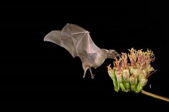 Lesser Long-nosed Bat | Obraz na stenu