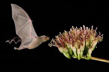 Lesser Long-Nosed Bat in Flight Feeding on Agave Blossom, Tuscon, Arizona | Obraz na stenu