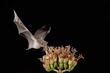 Mexican Long-tongued Bat, Agave Blossom, Arizona | Obraz na stenu