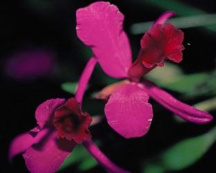 Magenta Orchid, Fiji | Obraz na stenu