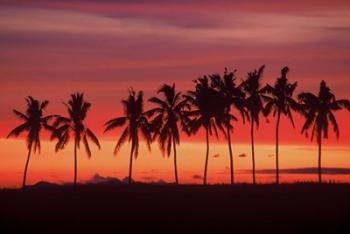 Palm Trees and Sunset, Queens Road, Fiji | Obraz na stenu