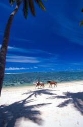 Palm Trees and Horses, Tambua Sands, Coral Coast, Fiji | Obraz na stenu