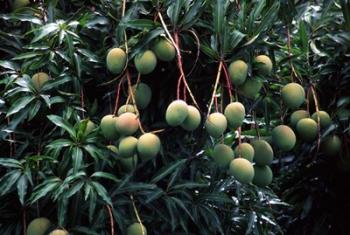 Mangoes, Fiji | Obraz na stenu