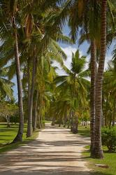 Avenue of Palms, Musket Cove Island Resort, Malolo Lailai Island, Mamanuca Islands, Fiji | Obraz na stenu