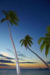 Palm trees at Plantation Island Resort, Fiji | Obraz na stenu