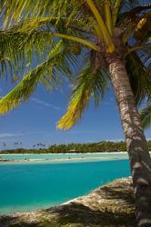 Palm trees and lagoon entrance, Musket Cove Island Resort, Fiji | Obraz na stenu