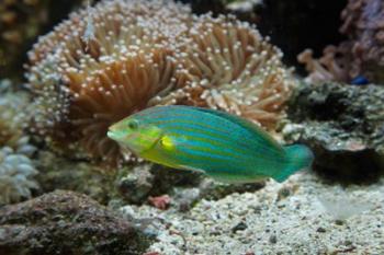 Chainlined wrasse fish, Kula Eco Park, Viti Levu, Fiji | Obraz na stenu