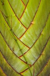 Palm flora, Coral Coast, Viti Levu, Fiji | Obraz na stenu
