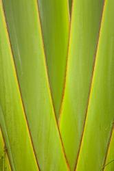 Palm frond pattern, Coral Coast, Viti Levu, Fiji | Obraz na stenu