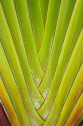 Palm frond pattern, Coral Coast,  Fiji | Obraz na stenu