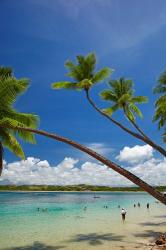 Palm trees, Shangri-La Fijian Resort, Yanuca Island, Coral Coast, Viti Levu, Fiji | Obraz na stenu