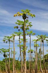 Pawpaw (papaya) plantation, Lower Sigatoka Valley, Sigatoka, Coral Coast, Viti Levu, Fiji | Obraz na stenu