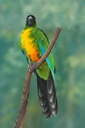 Sulphur-breasted Musk Parrot, Tropical bird, Fiji | Obraz na stenu