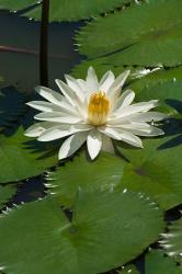 Fiji, Water lily flower | Obraz na stenu