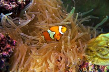 Close up of a Clown Fish in an Anemone, Nadi, Fiji | Obraz na stenu