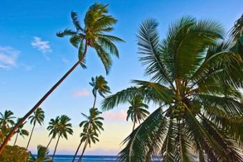 Nanuku Levu, Fiji Islands palm trees with coconuts, Fiji, Oceania | Obraz na stenu