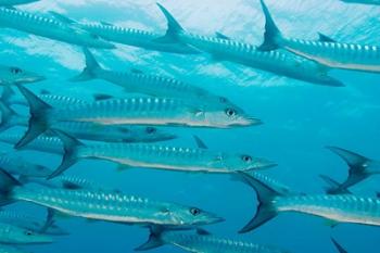 Golden Dream Reef, Bligh Water Area, Fiji Islands | Obraz na stenu