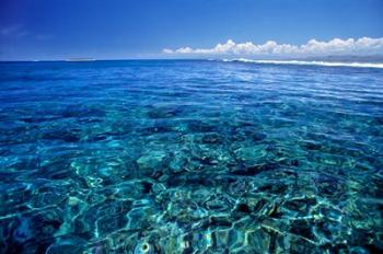 Fiji Islands, Tavarua, coral reef | Obraz na stenu