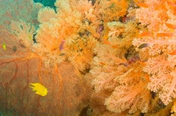 Golden Dream Reef, Bligh Water Area, Viti Levu, Fiji Islands | Obraz na stenu