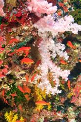 Schooling Fairy Basslet fish, Fiji | Obraz na stenu