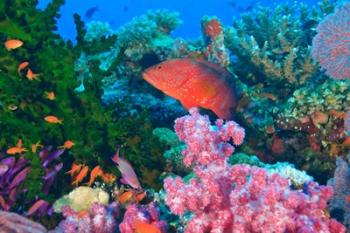 Fairy Basslet fish and Coral, Viti Levu, Fiji | Obraz na stenu