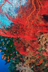Gorgonian Sea Fan, Fairy Basslets fish, Fiji | Obraz na stenu