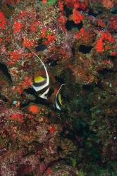 Bannerfish, Viti Levu, Fiji | Obraz na stenu